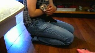 Переживательный момент для хорька - смотреть видео (0:34)