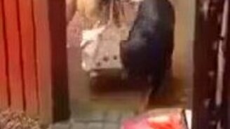 Пёс-разгрузчик - смотреть видео (0:52)