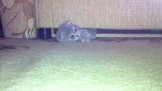 Кошка, которая спит под диваном - смотреть видео (0:22)