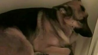 Нашкодил, а теперь прячется - смотреть видео (0:42)