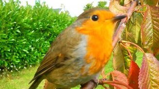 Редкая птичка в саду - смотреть видео (0:50)