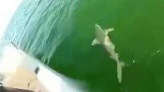 Окунь клюнул на акулу - смотреть видео (0:48)