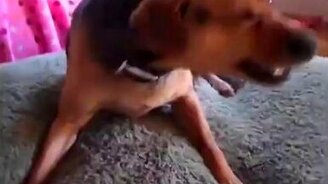 Собака обчихалась - смотреть видео (0:26)