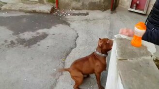 Пёс против мыльных пузириков - смотреть видео (2:13)