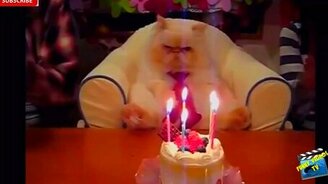 Весёлые казусы с людьми и зверями - смотреть видео (6:08)