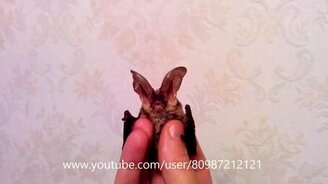 Домашняя летучая мышка - смотреть видео (1:36)