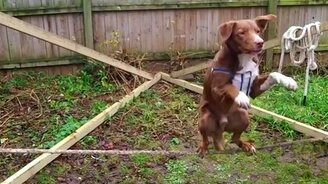 Людские и звериные приколы - смотреть видео (5:47)