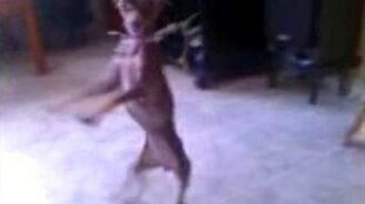Бразильский пёс-танцор - смотреть видео (0:51)