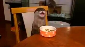 Выдра игриво ест - смотреть видео (0:59)