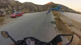 Наперегонки с попугаем - смотреть видео (1:37)