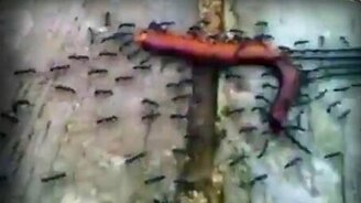 Как муравьи червяка тащили - смотреть видео (1:54)