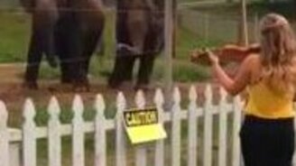 Слоны танцуют под скрипку - смотреть видео (0:54)