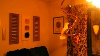 Попугай взбесился - смотреть видео (0:59)