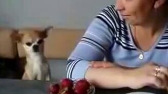 Псинка выпрашивает клубнику - смотреть видео (2:03)