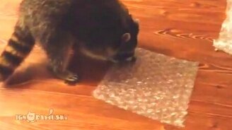 Енот и пузырики на плёнке - смотреть видео (1:00)