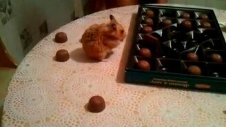 Хомяк наводит порядок - смотреть видео (0:58)