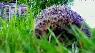 Пыхтящий ёжик - смотреть видео (0:56)