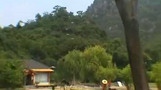 Приземление стаи павлинов - смотреть видео (0:48)