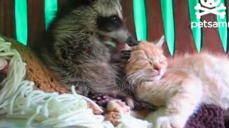 Малыш-енот забавляется с котёнком - смотреть видео (0:32)