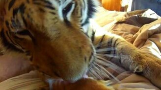 С добрым утром, тигра! - смотреть видео (1:40)