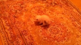 Ковёр под напряжением - смотреть видео (0:16)