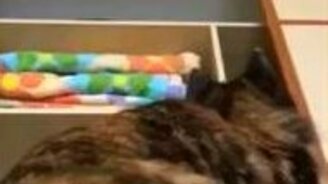 Кошки и апорт - смотреть видео (0:52)