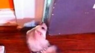 Дрессированный хорёк - смотреть видео (0:52)