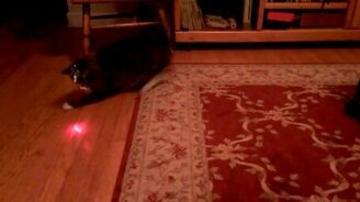 Кот водит лазером сам себя - смотреть видео (0:53)