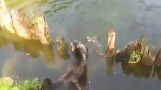 Котяра ловко поймал себе обед - смотреть видео (0:48)