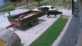 Безумцы крадут корову - смотреть видео (0:58)