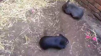 Детёныши вомбата играются - смотреть видео (2:17)