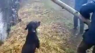 Резвая псина против бревна - смотреть видео (0:36)