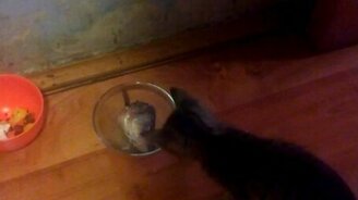 Пугливый котёнок и живая рыба - смотреть видео (0:18)