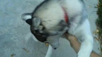 Хаски встречает хозяина - смотреть видео (1:33)