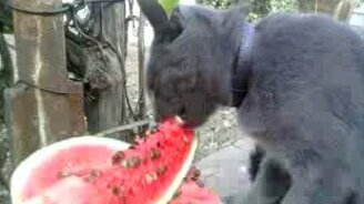 Кот, который любит арбузы - смотреть видео (1:23)