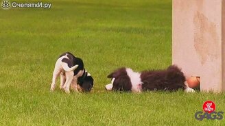 Собаки против лающей игрушки - смотреть видео (1:37)