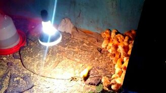 Попугай против стаи цыплят - смотреть видео (2:47)