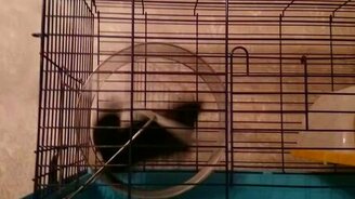 Шиншилла в колесе - смотреть видео (0:05)