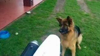 Овчарка против выхлопа - смотреть видео (0:29)