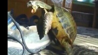 Черепаха очень хочет детей - смотреть видео (0:37)