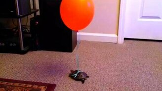 Черепашичий навигатор - смотреть видео (0:15)