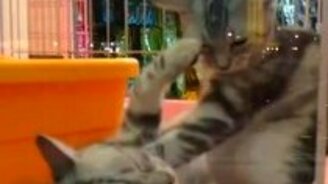 Котяры балдеют - смотреть видео (1:16)