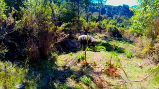 Баран против квадрокоптера - смотреть видео (2:09)