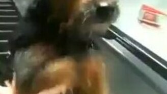 Собачонка на эскалаторе - смотреть видео (0:22)