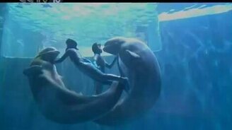 Белухи на службе у людей - смотреть видео (3:32)