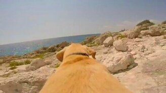 Собака, обожающая купаться - смотреть видео (0:35)