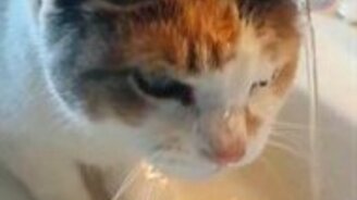 Кот охлаждается из крана - смотреть видео (0:39)