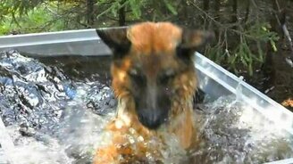 Собачья радость от купания - смотреть видео (1:05)