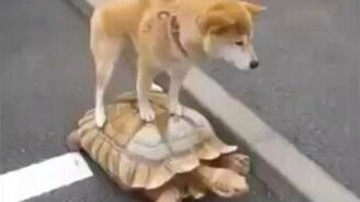 Покатай меня, большая черепаха! - смотреть видео (0:27)