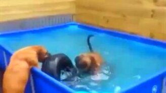 Командная собачья работа - смотреть видео (1:29)